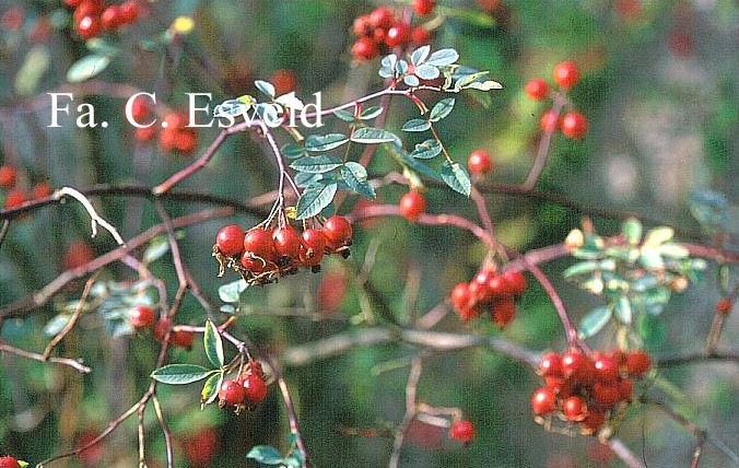 Rosa glauca