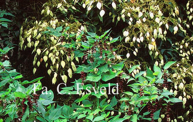 Schizophragma integrifolium