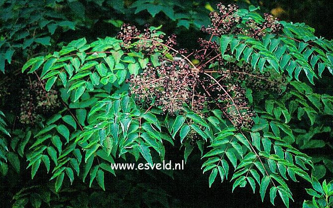 Aralia elata