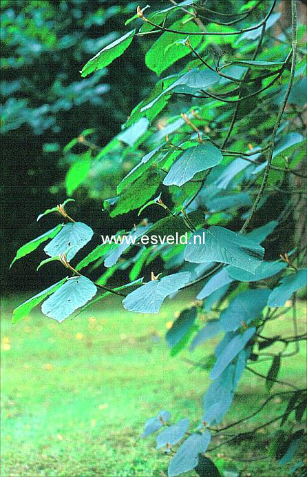 Viburnum alnifolium