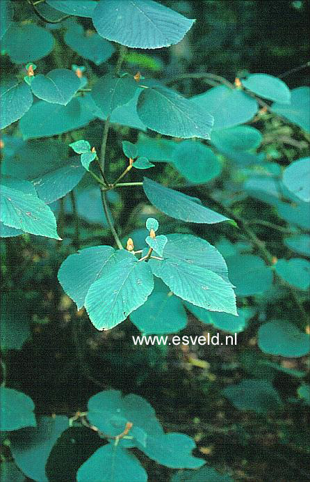 Viburnum alnifolium