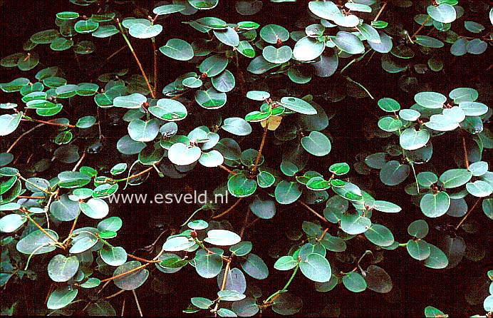 Rhododendron williamsianum