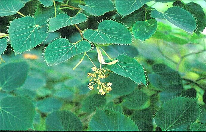 Tilia henryana