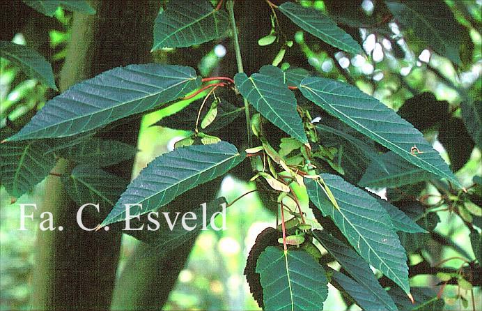 Acer davidii