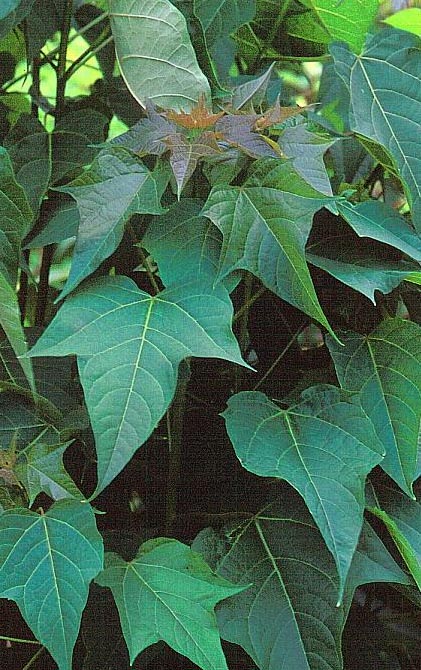 Catalpa fargesii duclouxii