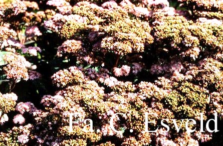 Sedum 'Matrona'