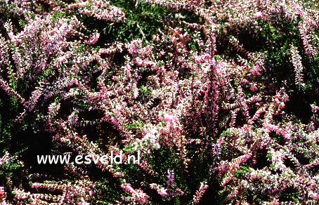 Calluna vulgaris 'Anette' (GARDEN GIRLS)