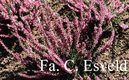 Calluna vulgaris 'Amethyst' (GARDEN GIRLS)