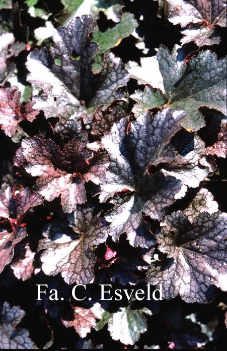 Heuchera 'Plum Pudding'