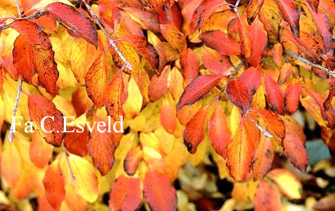 Viburnum cassinoides