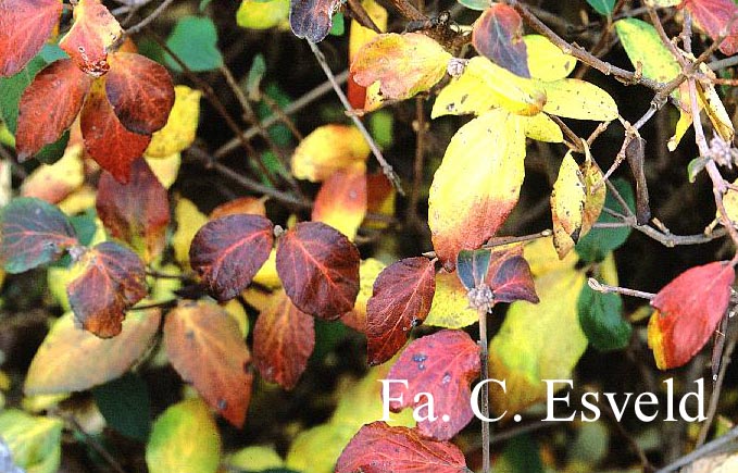 Viburnum burkwoodii 'Mohawk'