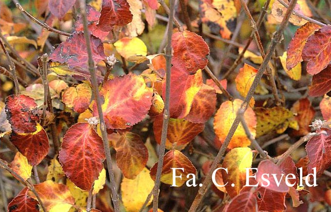 Viburnum carlesii 'Diana'