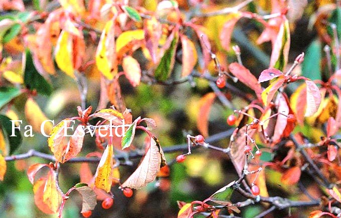 Viburnum 'Huron'