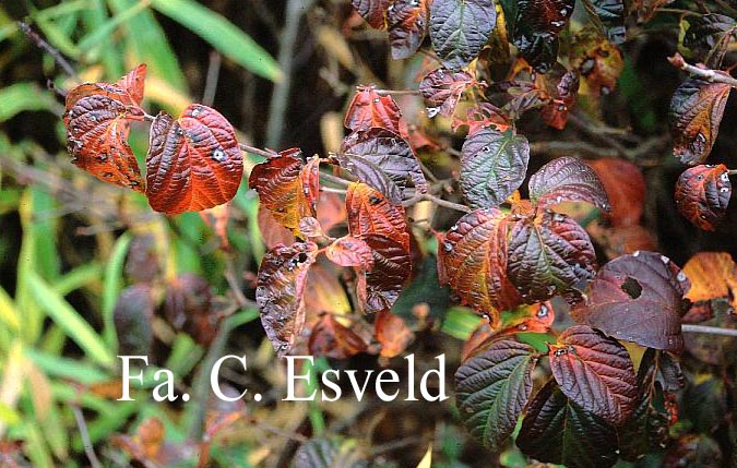 Viburnum 'Chippewa'