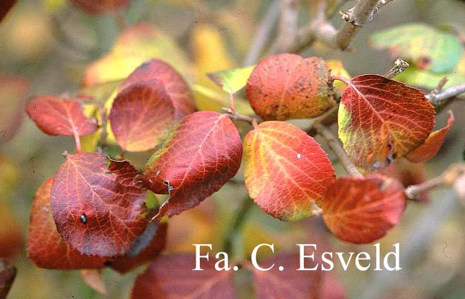 Viburnum carlcephalum