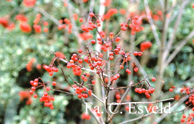 Viburnum opulus