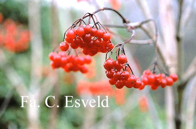 Viburnum opulus