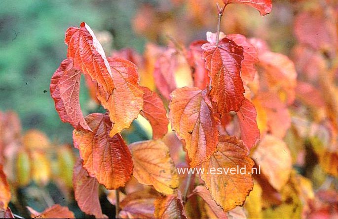 Viburnum dentatum 'Moon Glow'