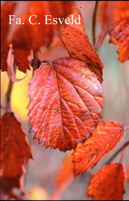 Viburnum dentatum 'Pathfinder'