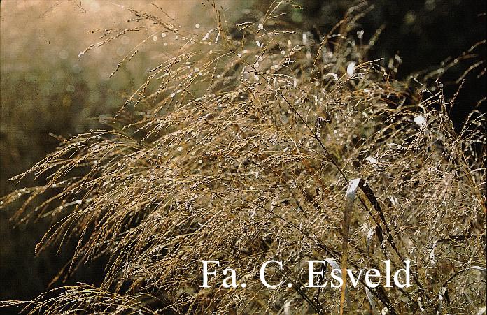 Panicum virgatum 'Squaw'