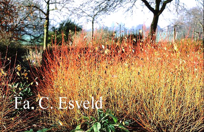 Cornus sanguinea 'Midwinter Fire'