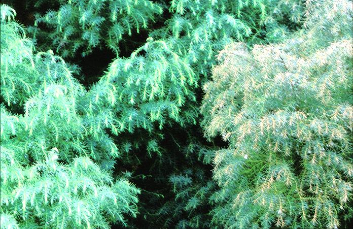 Cryptomeria japonica 'Elegans'