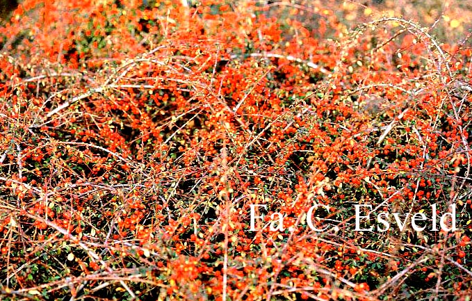 Cotoneaster suecicus 'Coral Beauty'