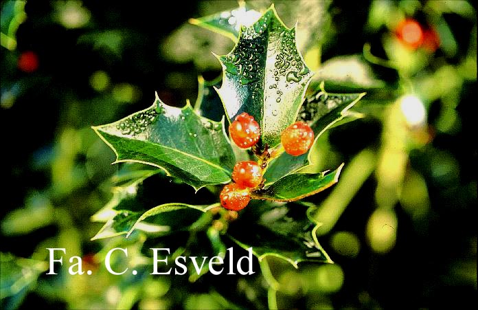 Plantentuin Esveld