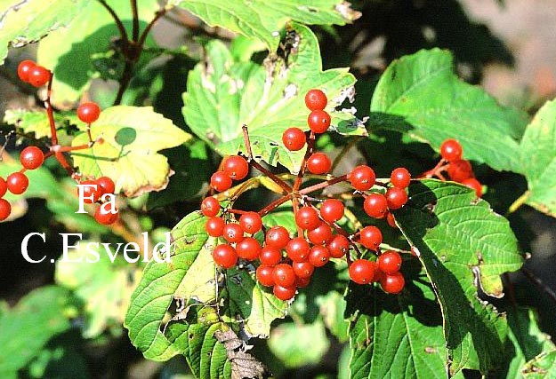 Viburnum koreanum