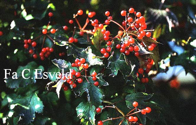 Viburnum sargentii 'Onondaga'