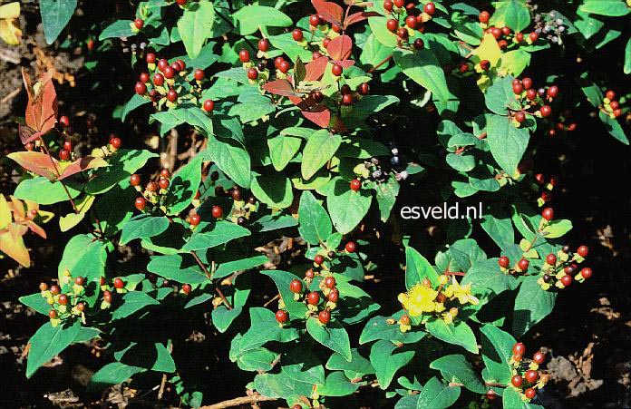 Hypericum inodorum 'Arcadia'