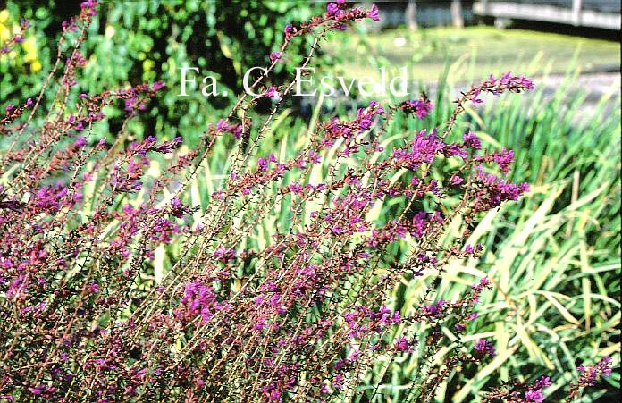 Lythrum salicaria 'Zigeunerblut'