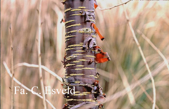 Prunus rufa