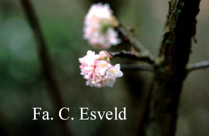 Viburnum bodnantense 'Deben'