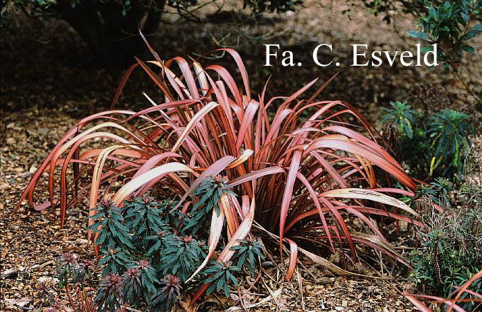 Phormium 'Evening Glow'