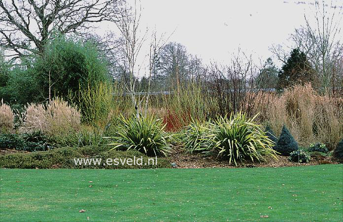 Phormium tenax 'Apricot Queen'