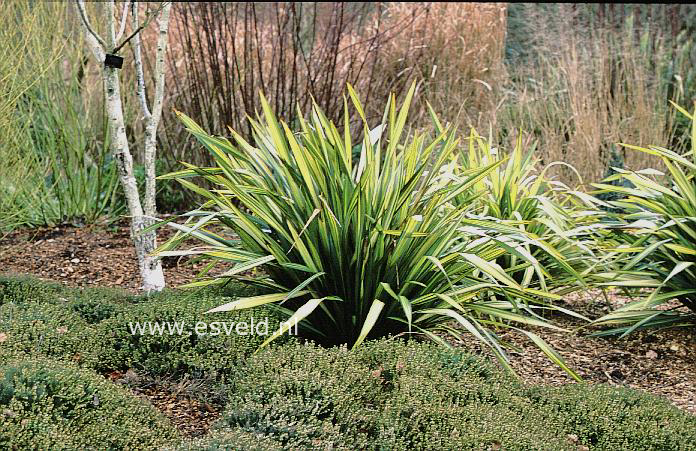 Phormium tenax 'Apricot Queen'