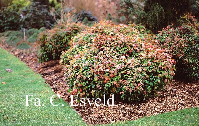 Nandina domestica 'Fire Power'