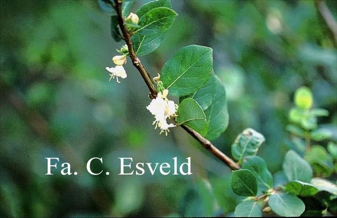 Lonicera fragrantissima