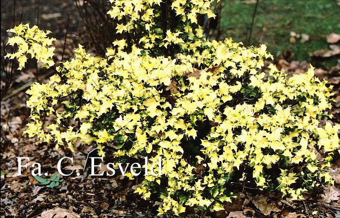 Ilex aquifolium 'Flavescens'