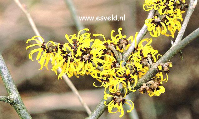 Hamamelis intermedia 'Nina'