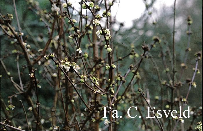 Viburnum bodnantense 'Deben'