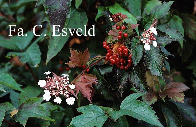 Viburnum sargentii 'Onondaga'