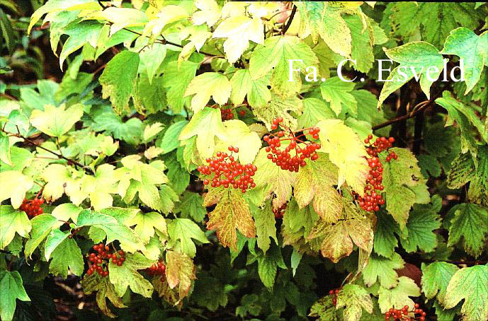 Viburnum opulus var. calvescens