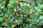 Viburnum harryanum