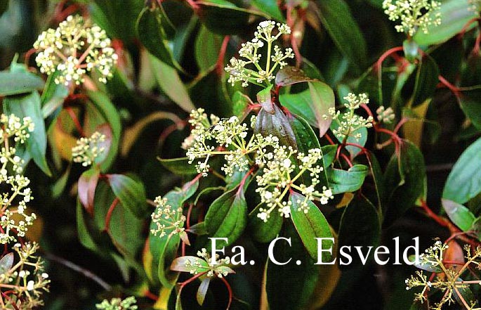 Viburnum cinnamomifolium