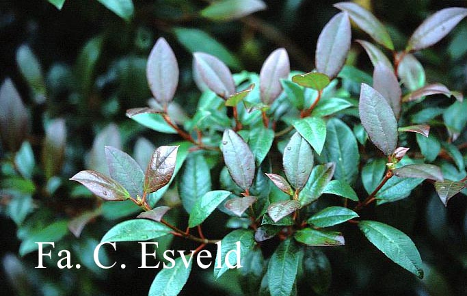 Viburnum atrocyaneum
