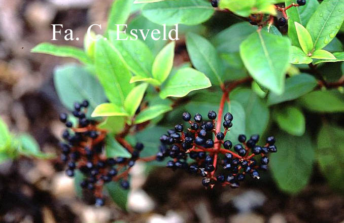 Viburnum tinus 'Anvi' (SPIRIT)