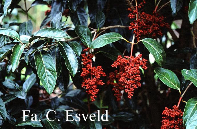 Viburnum arboricolum