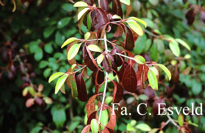 Viburnum cassinoides